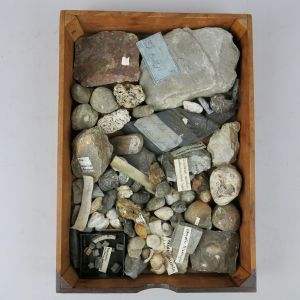 Fossils: tray 2