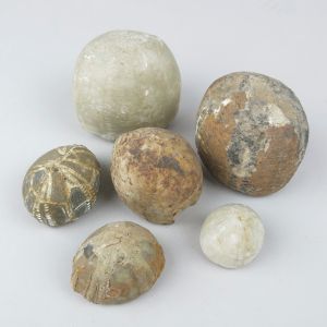 Fossilised sea urchins