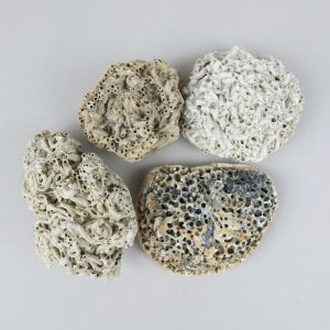 Fossils, encrusted sea shells