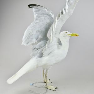 Seagull 3