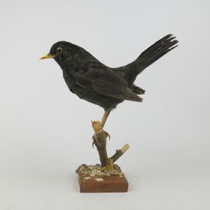Blackbird 4
