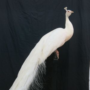 White Peacock 5
