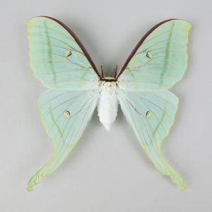 Silk moth 1