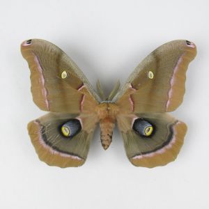 Silk moth 3