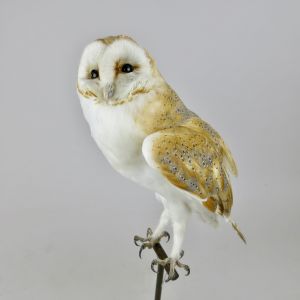 Barn Owl 5