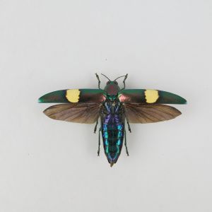 Chrysochroa saundersii (open wings)