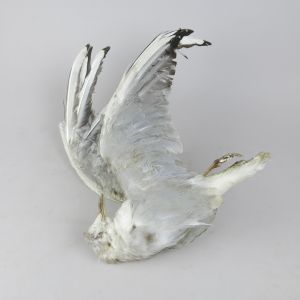 Seagull 'as dead' 2