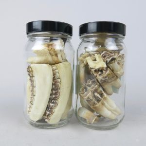 Jars of jaws / teeth