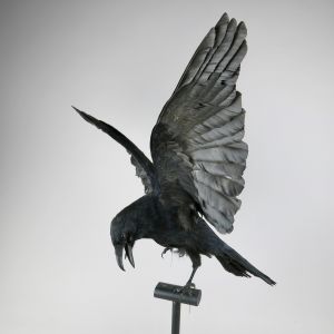 Crow in flight 2