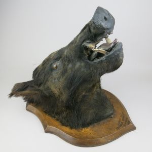Wild Boar 3 (antique)