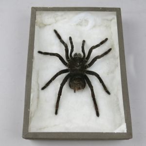 Spider (cased Tarantula)