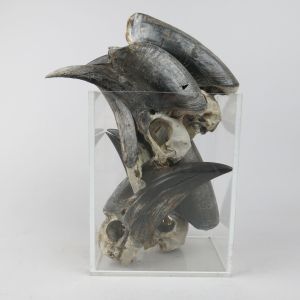 Hornbill skulls