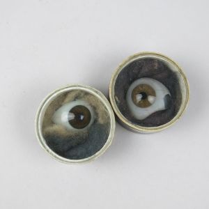 Glass eyes (human) in collector's boxes