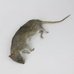 Rat 5