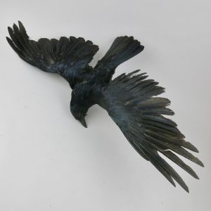 Crow in flight 4