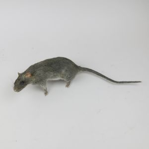Rat 6