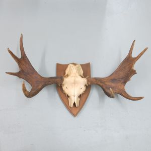 Moose antlers 2