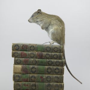 Rat 1