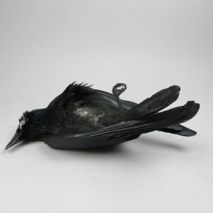 Crow 'as dead'