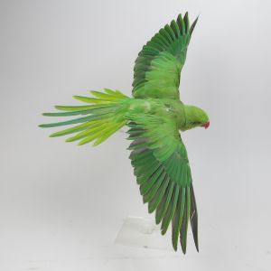Green Ring Neck Parakeet in flight 1