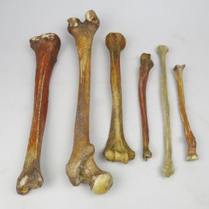 Human Bones x 6 (selection 3)