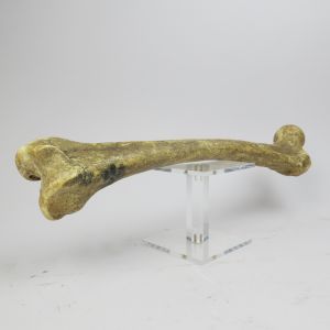 Large human bone (replica)