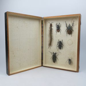 Cased beetles / insects