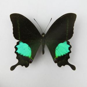 Butterfly ref.3