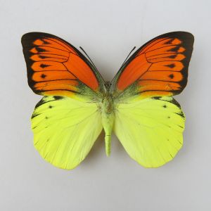 Butterfly ref.8