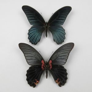 Papilio menmon