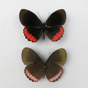 Butterfly ref.4