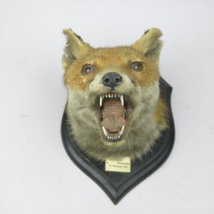 Fox head, vintage