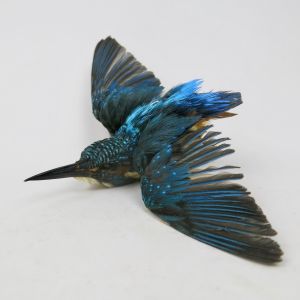 Kingfisher 2, in flight