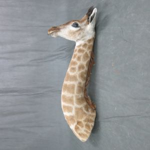 Giraffe head (juvenile)