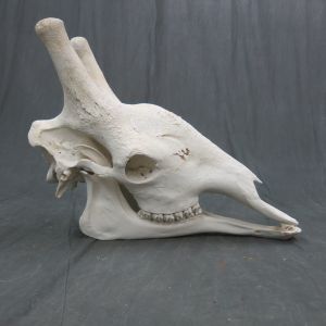 Giraffe skull