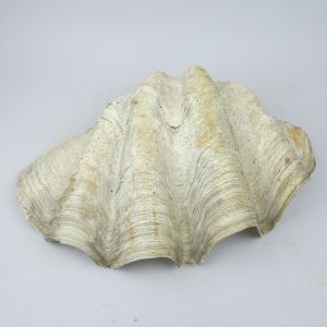 Giant clam shell