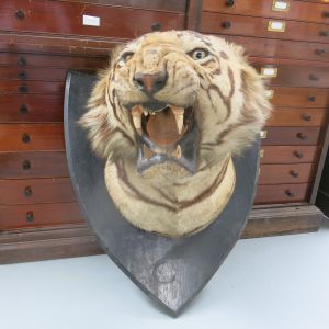 Tiger head 2