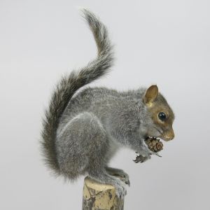 Grey squirrel 5