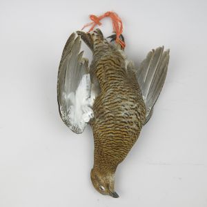 Capercaillie (female) hanging 'as dead'