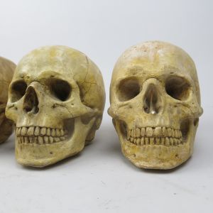Human skulls (resin)
