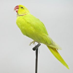 Yellow ring neck parakeet