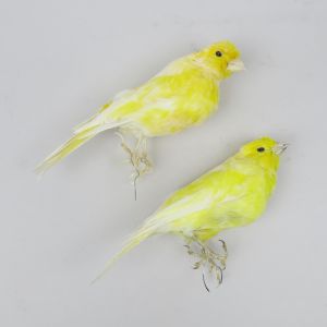 Canaries 4a & 4b