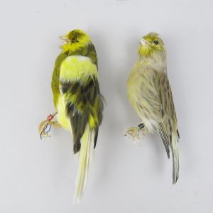 Canaries 4c & 4d