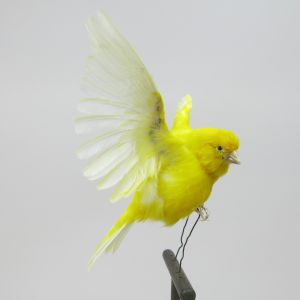 Canary 3a