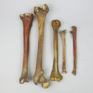 Human Bones x 5 (selection 2)
