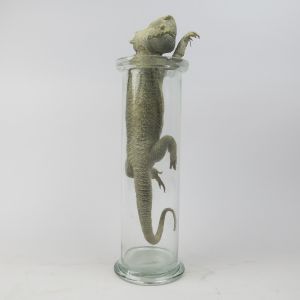Bearded Dragon in pickle jar