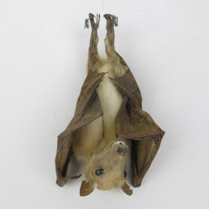 Egyptian Fruit Bat 4