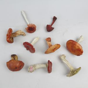 Mushrooms (red)