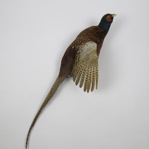 Pheasant 6