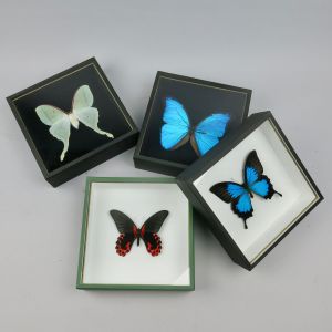 Contemporary cased butterflies x 4
